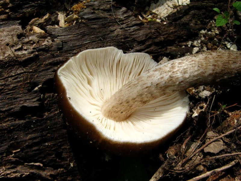 Fawn Mushroom (Pluteus cervinus)