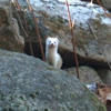 Ermine (Short-tailed weasel)