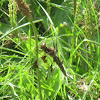 Common Whitetail (Female)