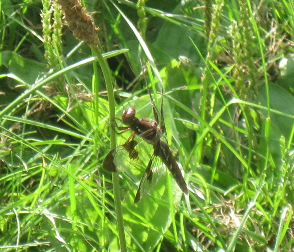 Common Whitetail (Female)