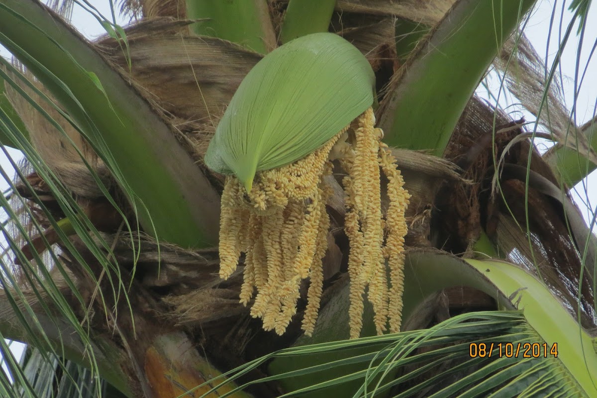Coconut flower