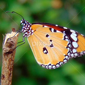 Beauty of Nature by Subhadeep Das - Animals Insects & Spiders