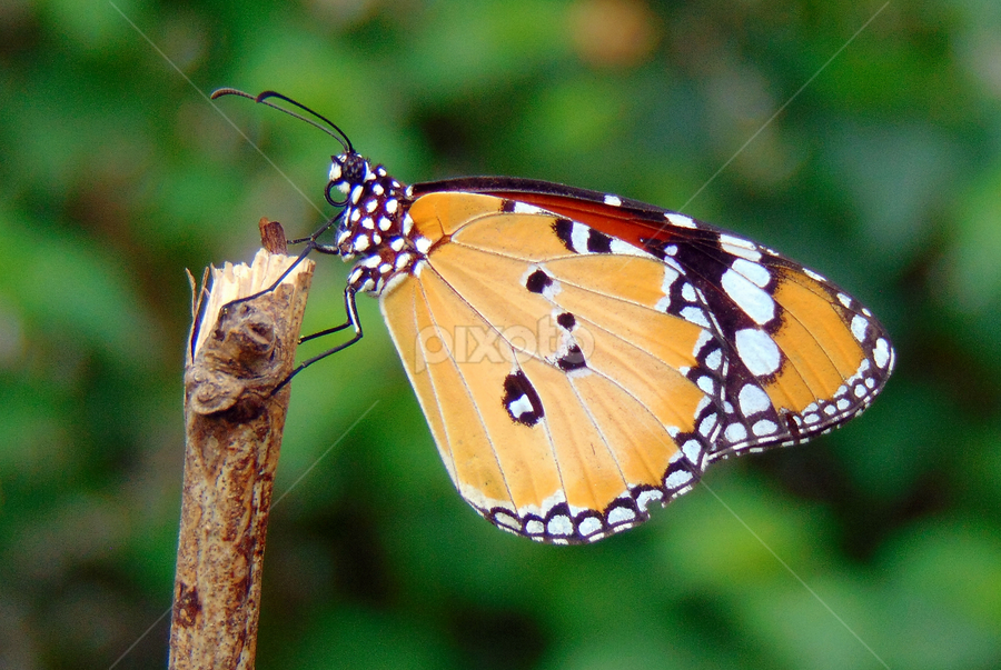 Beauty of Nature by Subhadeep Das - Animals Insects & Spiders