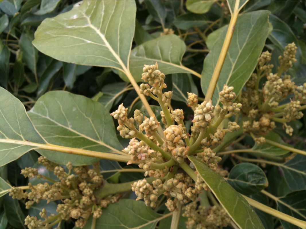 Avocado Tree (Persea americana)