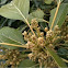 Avocado Tree (Persea americana)