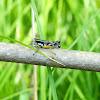 Green-legged Grasshopper (male)