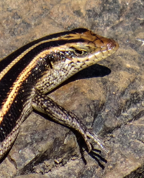 Rainbow Skink (male) | Project Noah