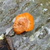 Cinnabar polypore
