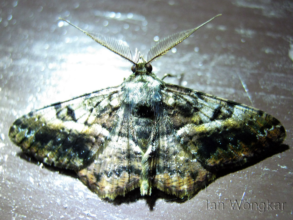 Unknown moth