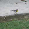 yellowthroated warbler