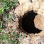 Groundhog hole