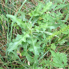 canadian thistle