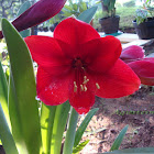 Red Lily