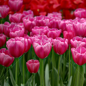 fuschia pink tulips from Holland by Marjorie Speiser - Flowers Flower Gardens