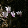 Cyclamen sp.?