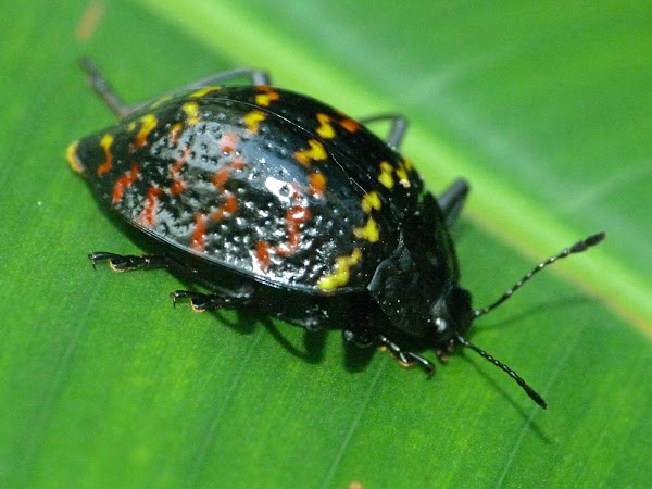 Zig-Zag beetle or Pleasing fungus beetle | Project Noah