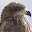 HK Birds Download on Windows