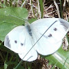 Cabbage White (Female)