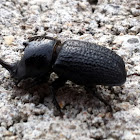 Rhinoceros beetle