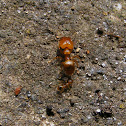 Pheidole Worker / Soldier Ant