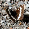 Lorquin's admiral butterfly