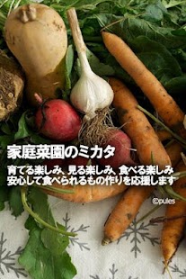 育て方、難しさがまるわかり！家庭菜園のミカタ - náhled