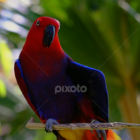 Hi... Dude ? by Rudy Harianto - Animals Birds