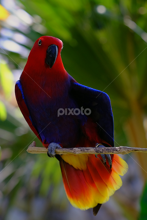 Hi... Dude ? by Rudy Harianto - Animals Birds