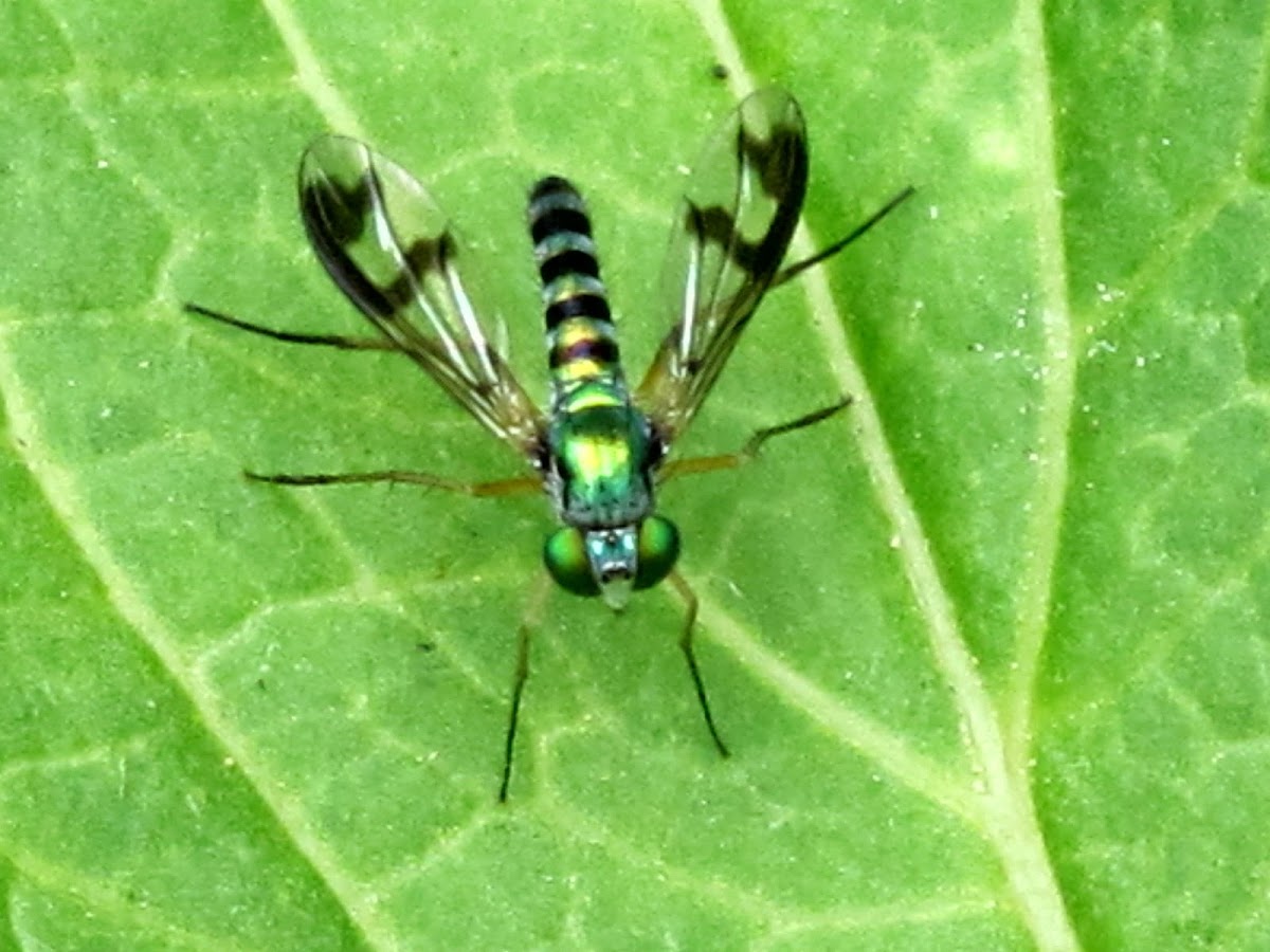 Small Green Long-legged Fly