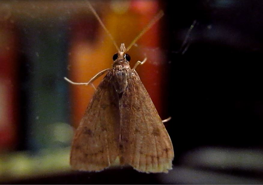 Celery Leaftier Project Noah