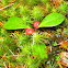 Wintergreen or Eastern Teaberry