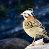 Tico-Tico (Rufous-collared Sparrow)