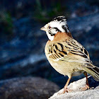 Tico-Tico (Rufous-collared Sparrow)