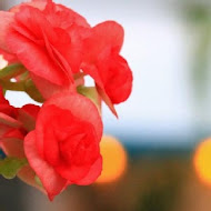 香草菲菲 芳香植物博物館