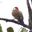 Carpintero Buchipecoso - Spot-breasted Woodpecker