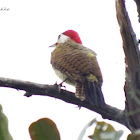 Carpintero Buchipecoso - Spot-breasted Woodpecker