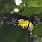 Golden Birdwing