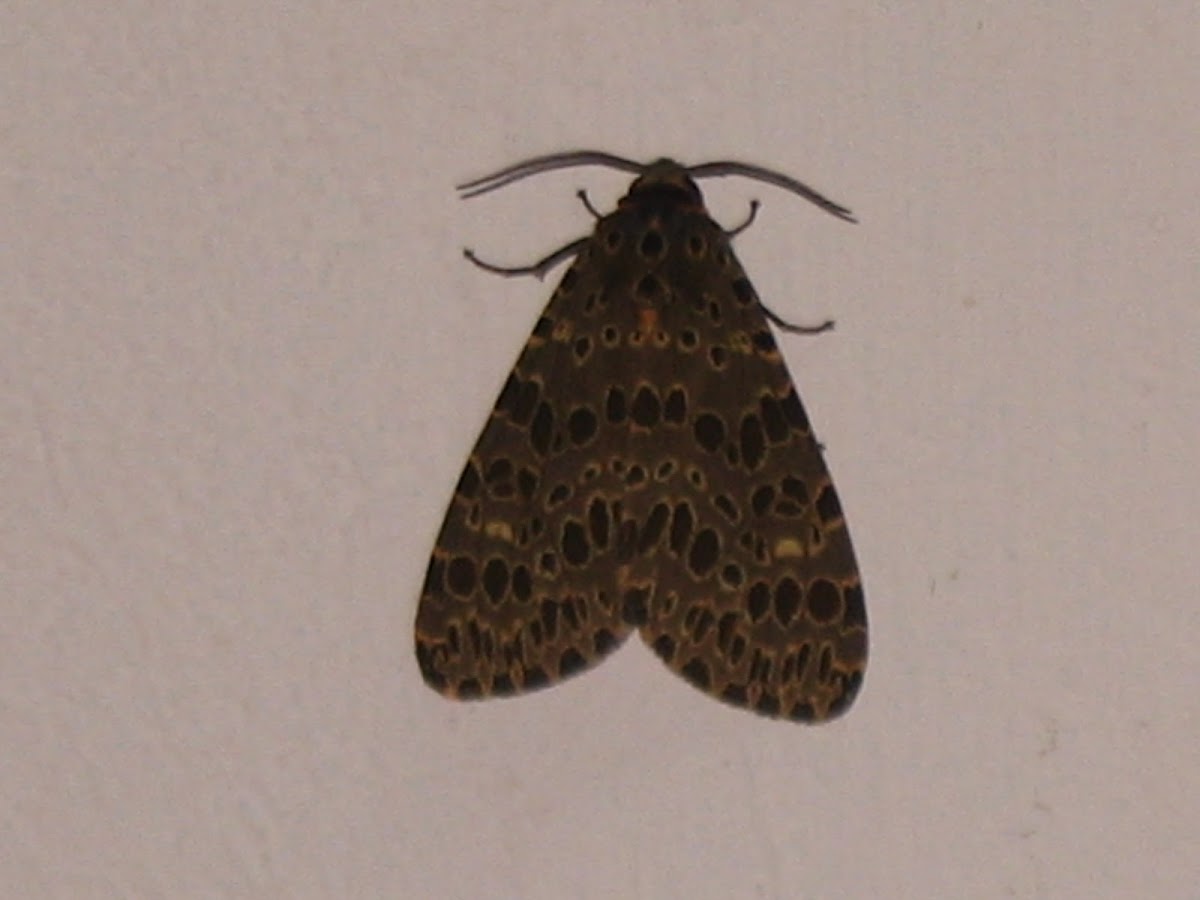 Olepa moth