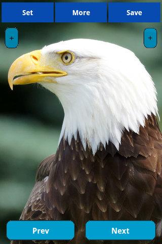 【免費娛樂App】Eagle wallpapers-APP點子