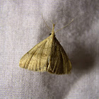 Pale Phalaenostola (Male)