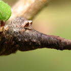 Tree-Stump Spider