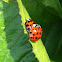 MULTICOLORED ASIAN LADY BEETLE