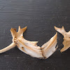 Fish bones