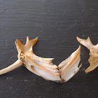 Fish bones