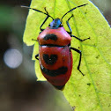 Cotton Harlequin Bug (Female)