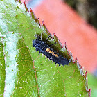 Asian Ladybug Larva