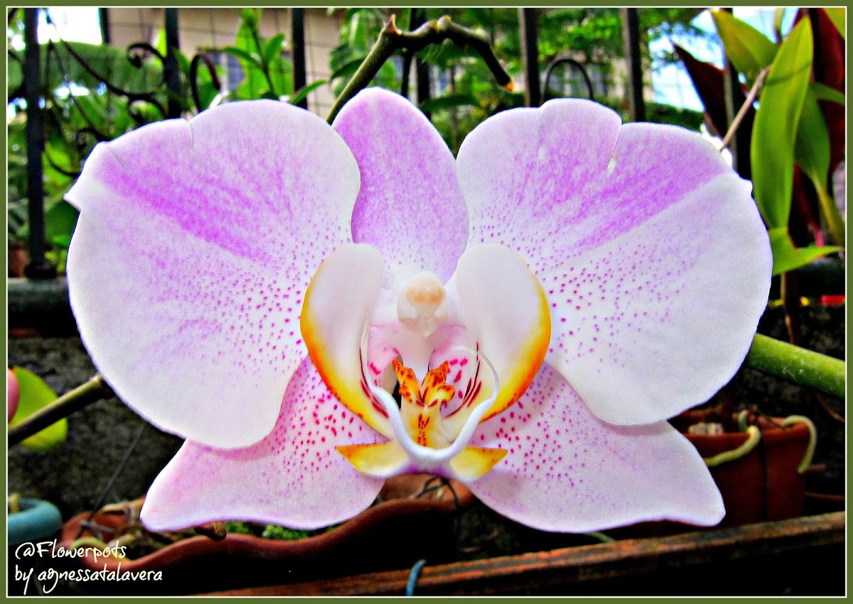 Moth Orchid