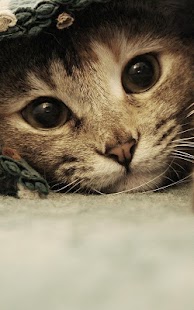 download Anak Kucing Gambar Animasi free