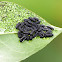 Leaf Beetle larvae