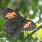 Butterfly - Mariposa